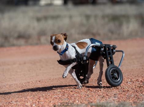 RoiLie the dog running in his wheelchair