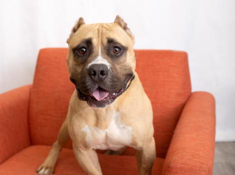 Beefy the dog sitting in an orange chair