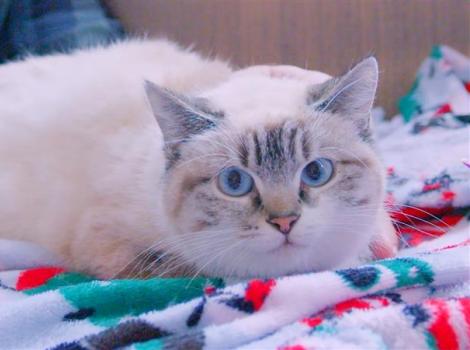 Bella the cat lying on a blanket