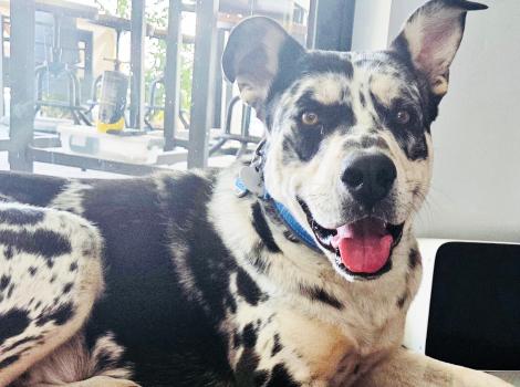 Ben the black and white dog lying beside a bowl with his name on it