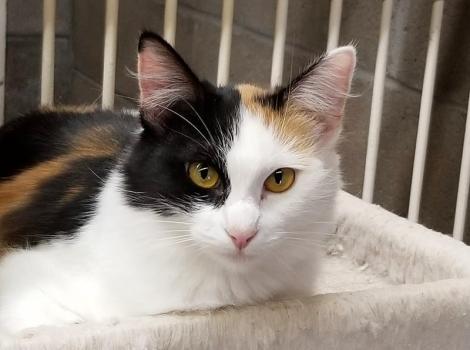 Calico cat lying on a cat tree in the Benson Animal Shelter shed