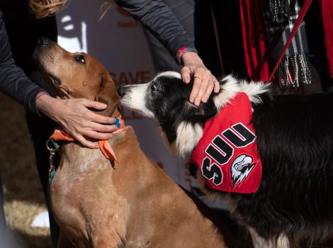 Person petting two dogs, including one who is wearing a SUU bandana