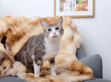 Gray tabby and white cat on a blanket on a chair