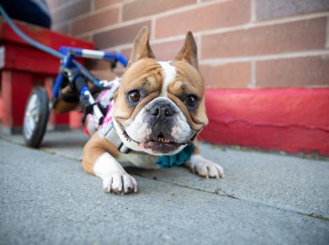 Birdie the French bulldog lying down with her wheelchair behind her