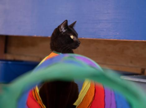 Prius the black cat at the end of a rainbow-colored tunnel