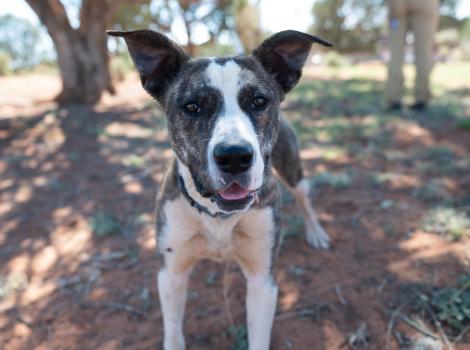 Blanche the dog standing outside