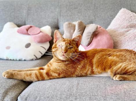 Leonsio the blind orange tabby cat lying on a couch with a Hello Kitty pillow behind him