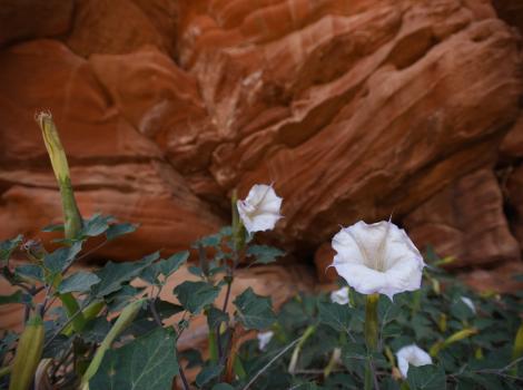 Datura flowers blooming in front of a red rock cliff in Angel Canyon