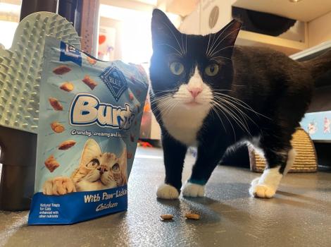 Black and white cat next to a bag of Blue Buffalo cat treats