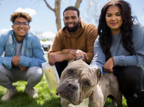 Family of three adopting a pit bull terrier with cropped ears