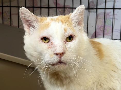 Bongo the cat after the surgery on his eyes