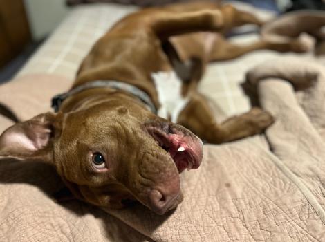 Bonnie the dog lying down with her mouth open