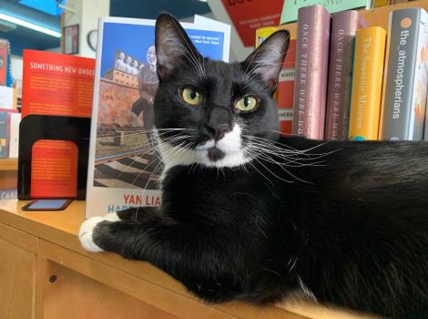 Malcolm the black and white cat lying next to some books