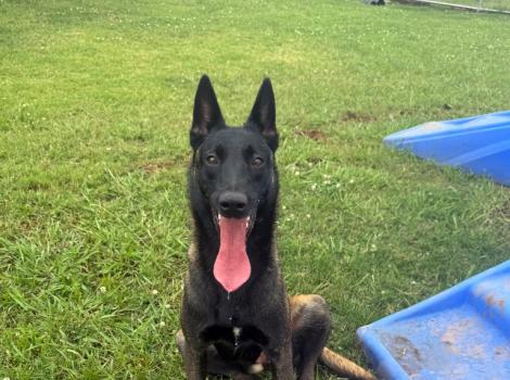 Scout the dog outside on green grass