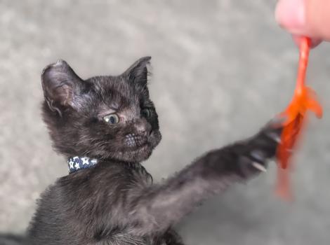 Bradley Cooper the kitten playing with a toy