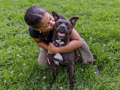 Person hugging a brown and white dog on green grass