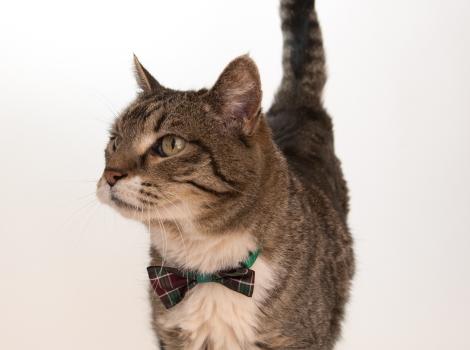 Bruce the cat wearing a bow tie with his tail up in the air