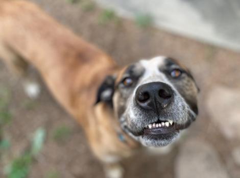 Brutus the dog looking up and smiling