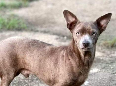Buddy the brown Chihuahua mix standing outside