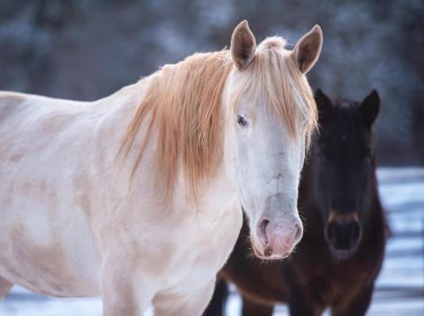 Bug the horse outside with another horse behind her