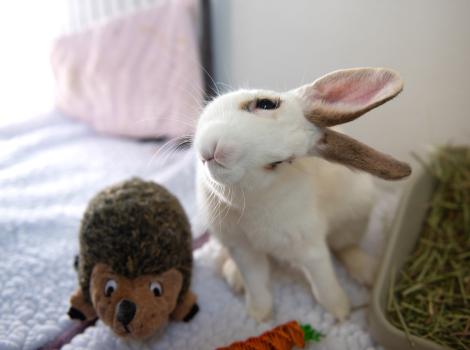 Clara the rabbit with head tilted, next to a hedgehog stuffed animal
