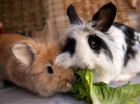 Oak and Annie the rabbits nibbling some lettuce