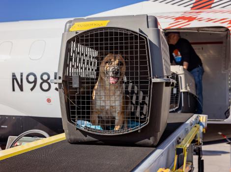 Dog in create for a flight transport following the Los Angeles fires