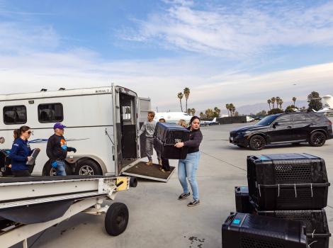 People loading carriers containing animals onto an airplane belt for transport