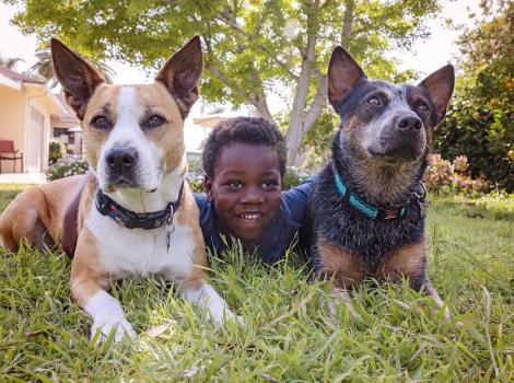 Child lying in grass between two dogs