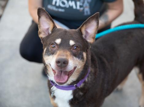 Smiling leashed dog in front of a person