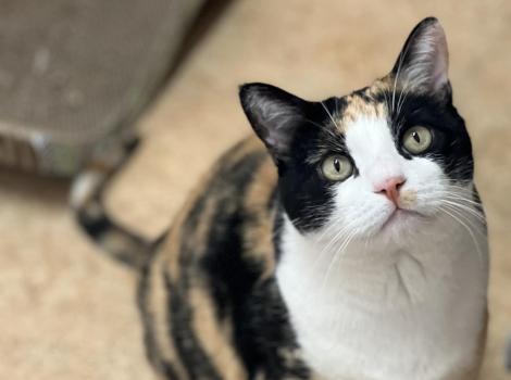 Calliope the calico cat