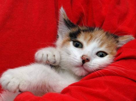 Selenium test image - create