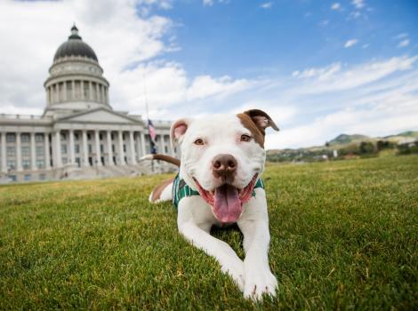 Captain Cowpants the dog lying in front of a Capitol building