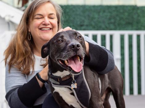 Smiling person petting a happy black and white pit bull terrier whose tongue is out