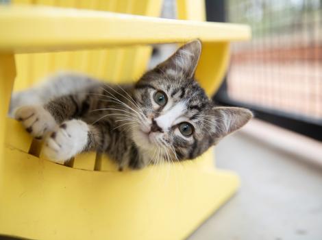 Tabby and white kitten, Carp, lying on a yellow chair