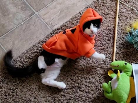 Norbert the kitten with three legs, lying on the floor wearing an orange outfit