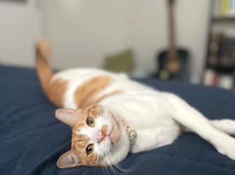 Spitfire the cat lying on a blue blanket