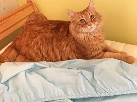 Archie the cat lying on a bed