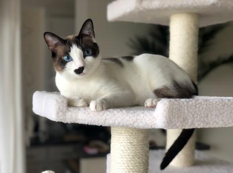 Monica the cat lying on a cat tree