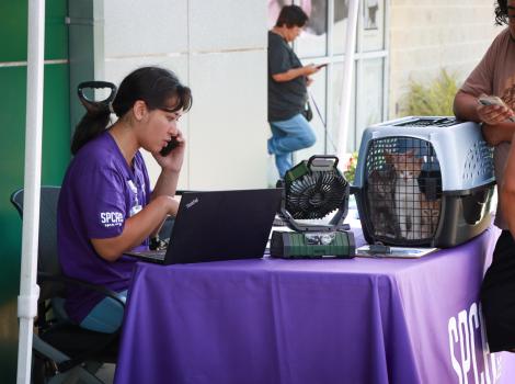 Person at the cat help desk on the phone with people and a carrier containing kittens