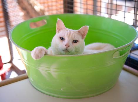 Flamepoint cat lying in a bright green bucket with paw hanging over