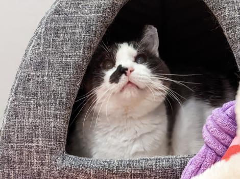 Cinderella the cat in an enclosed cat bed