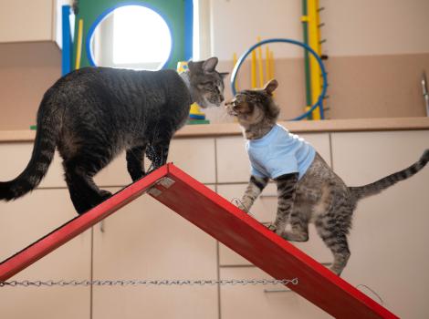 Elton the cat and Binks the kitten nose-to-nose on a red platform