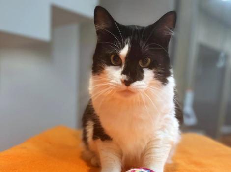 Fluff Fluff the black and white cat looking forward