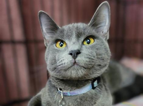 AJ the kitten wearing a collar with a bell