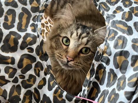 Lorcan the cat peeking out of a hole in a leopard-print cat tunnel