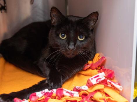 Lisette the cat in a kennel lying on a colorful matt