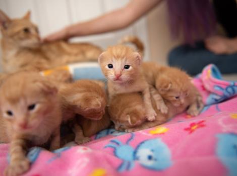A hand reaching down to pet the mama cat with the kittens in the foreground