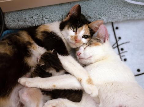 Meri and Janelle the mama cats snuggling while kittens nurse