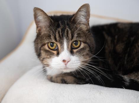 Mr. Truffles the cat lying on a cushion